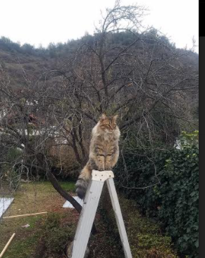 中美澳德蝶泳节奏变化趋势同步对比，蝶泳奥运会比赛视频