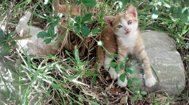 比赛转播技术不断优化升级，赛事转播场景主要运用到云导播什么能力
