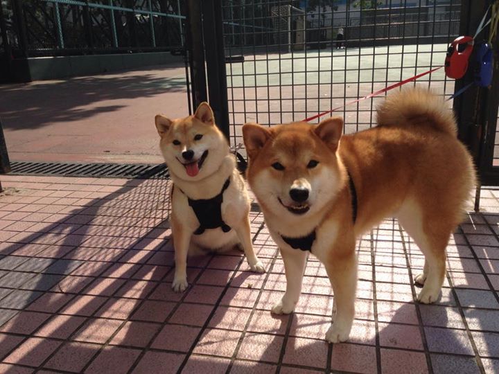 爱游戏下载-亚洲杯足球赛 谁能突破重围，亚州杯足球